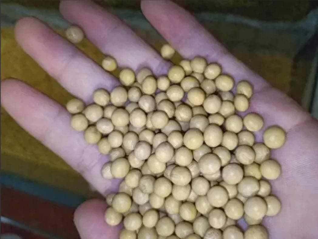 省钱又增产：黄豆肥料的秘密使用方法