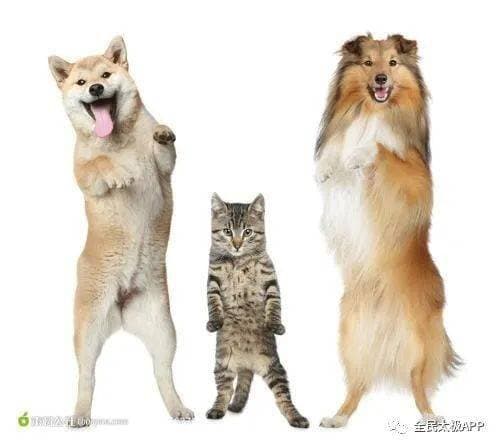 养公背犬成本分析：宠物开销一览