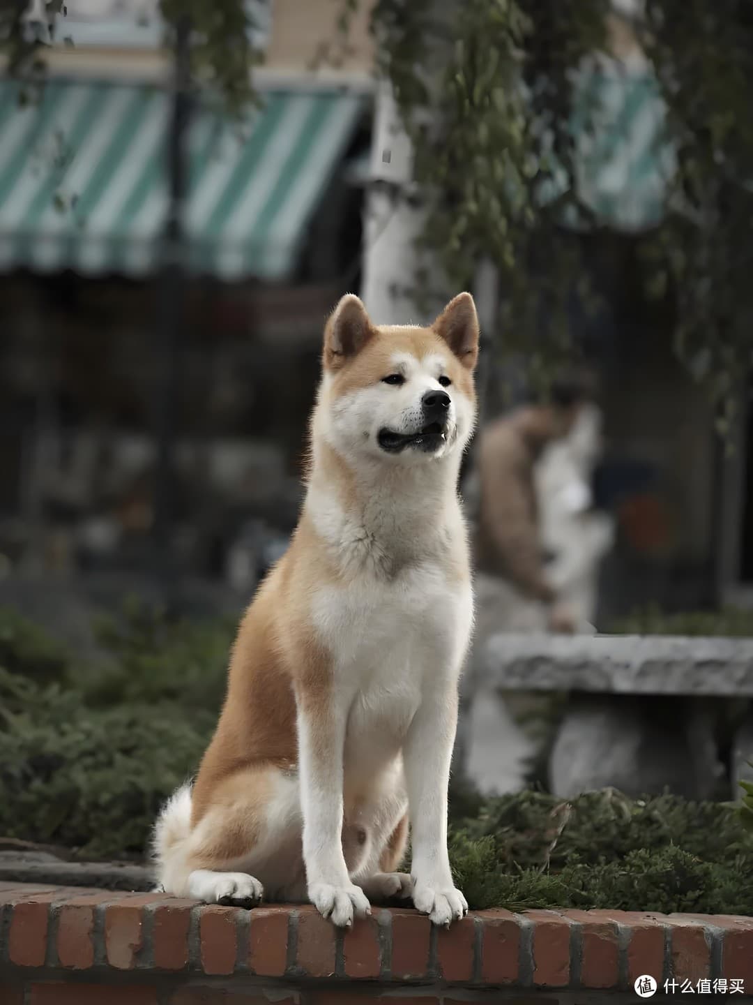 《忠犬八公》：爱与忠诚的极致展现，泪点满满！