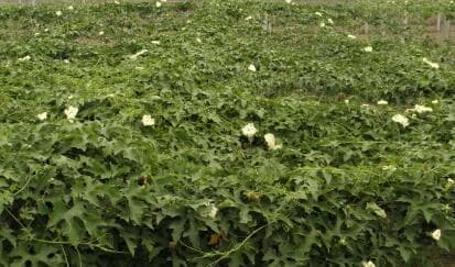 瓜蒌种植条件和环境生长气候要求（掌握瓜蒌种植的基本条件和技巧，打造丰收好收成）