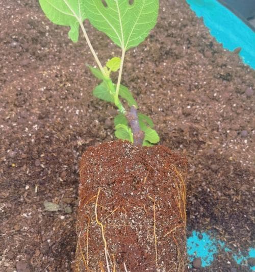 无花果扦插繁殖方法与注意事项（从选种到养护，助你轻松繁殖无花果）