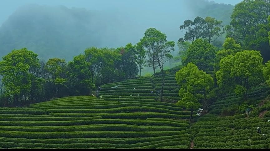 全国首个！事关龙井茶，浙江正式发布