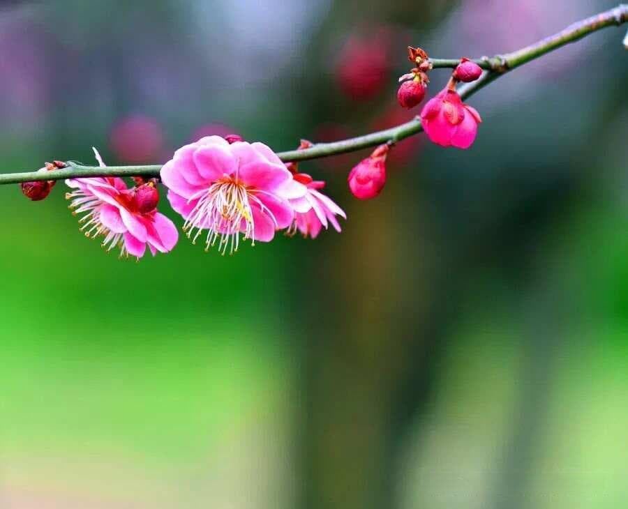 论“丑未相冲”，及其化解方法