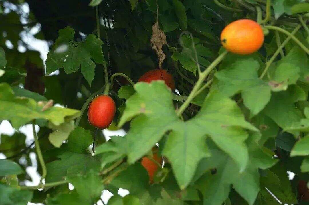 【原】瓜蒌叶子似丝瓜，别名栝楼、糖瓜蒌、蒌瓜、马普蛋，全株是宝，看到别错过。