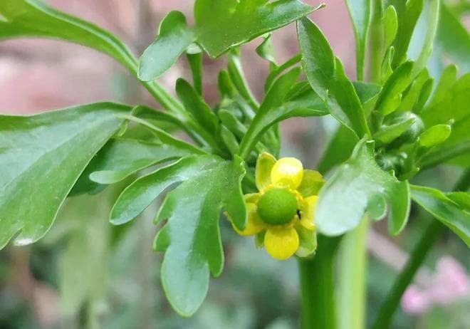 公园大妈疯抢的“野菜”竟是剧毒？4招教你一眼识破