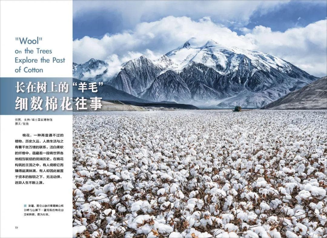 长在树上的“羊毛”，细数棉花往事