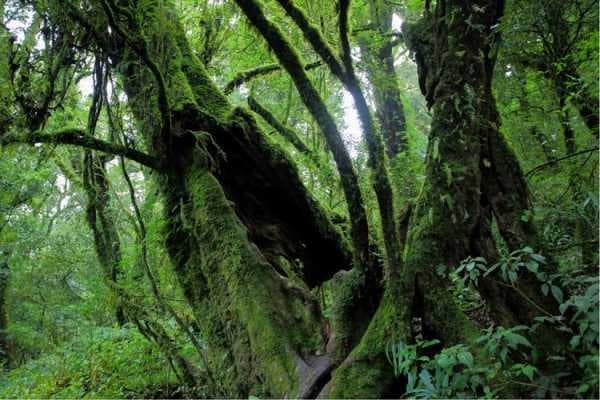 西南哀牢山：3000米主峰、古村文化、野生动物乐园