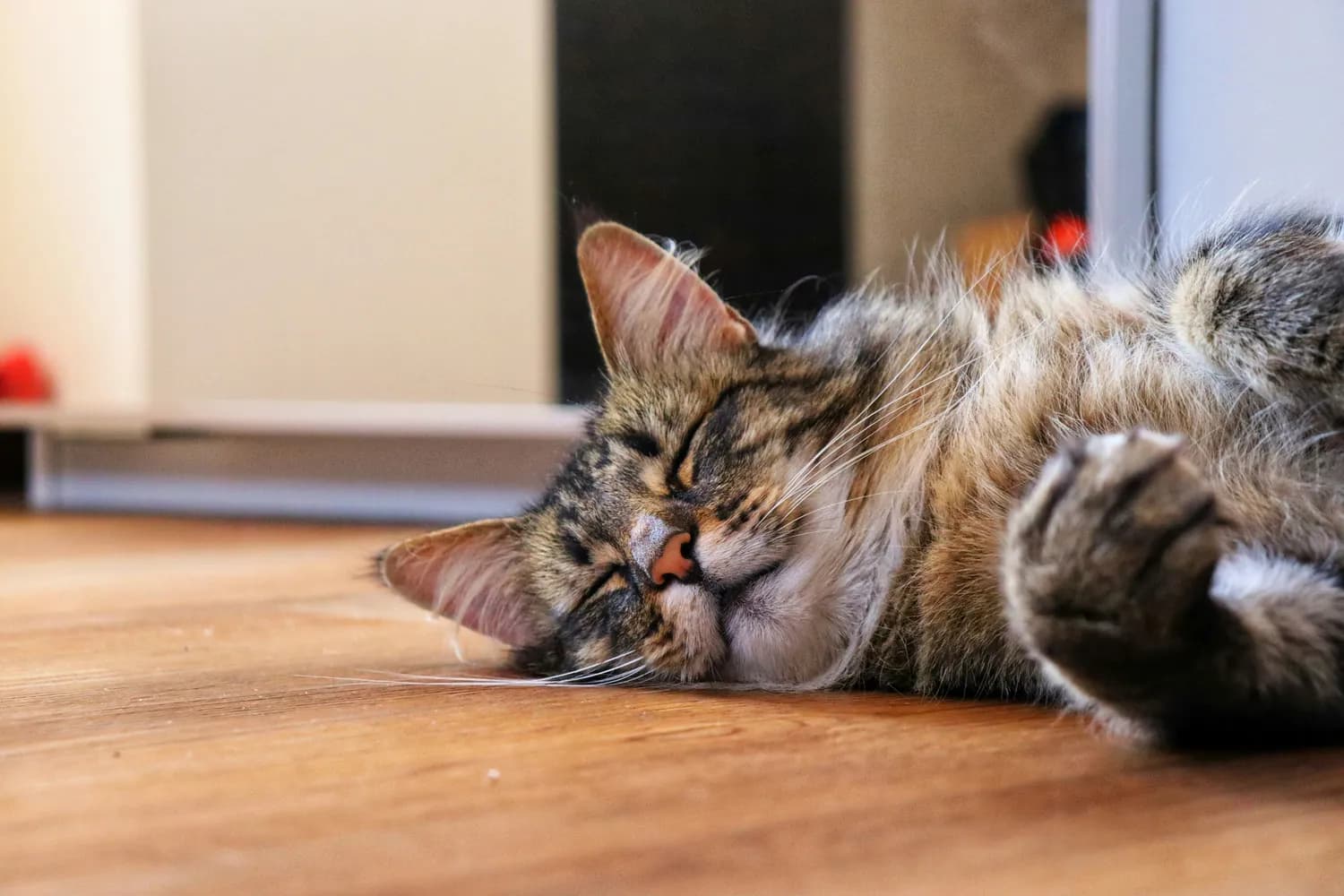 猫咪打滚竟是求救信号？