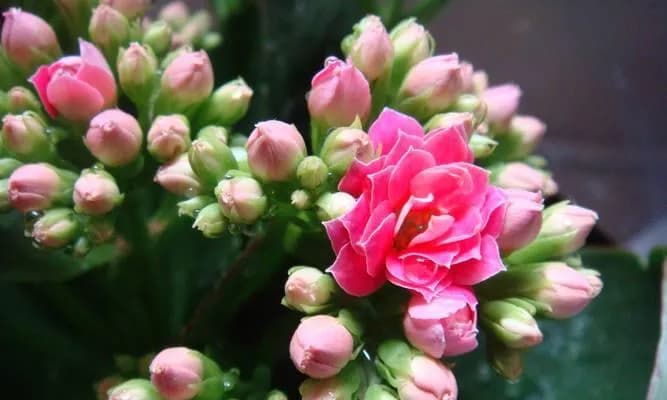 春节花卉有什么寓意与象征？传统文化中的生命力与美好祝愿
