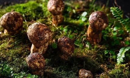 麦角硫因：超强抗氧化剂的科学解读