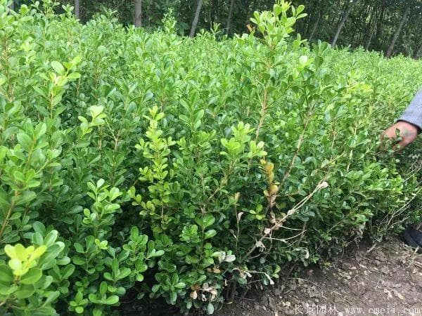高速公路绿化带常见植物全解析：52种植物图鉴及种植指南
