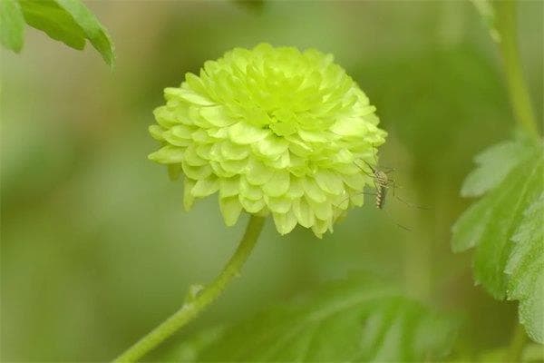 紫微斗数中的阴煞星：十二宫位详解