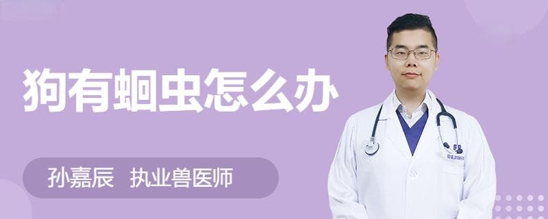 狗狗感染蛔虫怎么办？症状识别与防治指南