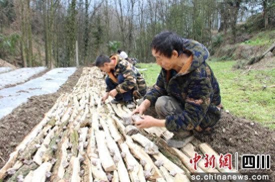 汶川映秀：推进中药材种植开启乡村致富金“药”匙