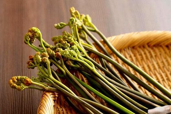蕨菜：营养价值与种植方法详解