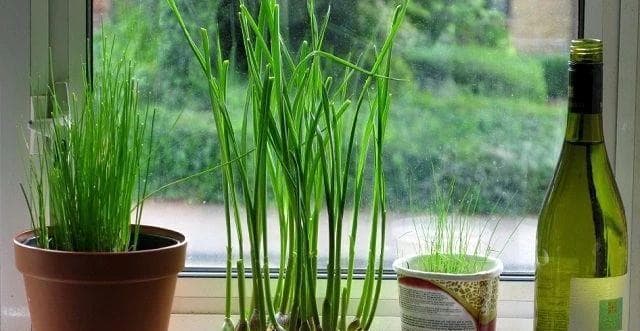 大蒜种植的关键（浇水是大蒜生长的必要条件，但需掌握好时机和量）