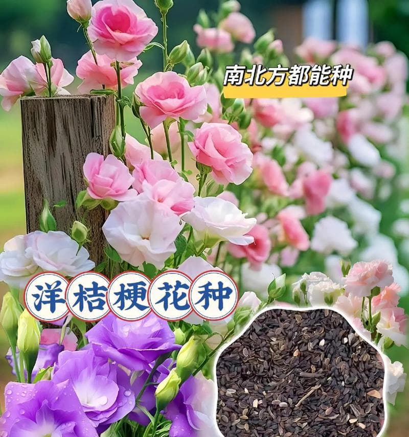 洋桔梗种球的保存与种植时间（如何保存洋桔梗种球以及选取最佳种植时间）