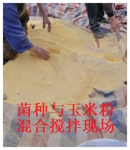 如何有效利用潲水养鸭？这个鸭场用微生物发酵潲水养鸭降本增效