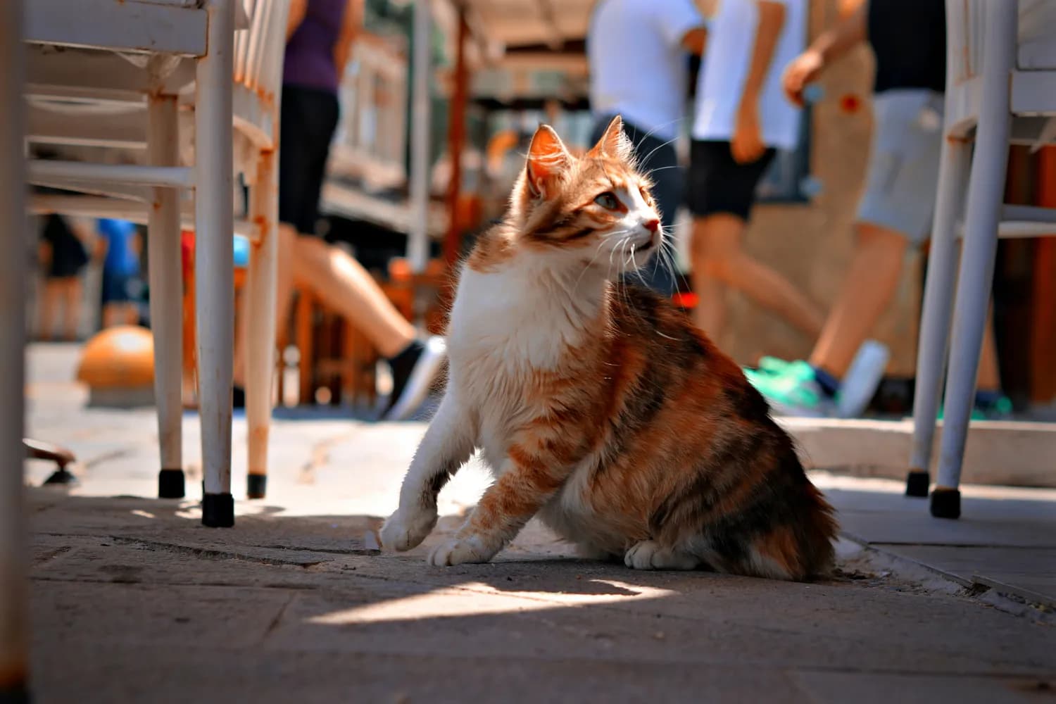 猫咬伤人，主人真的要坐牢吗？