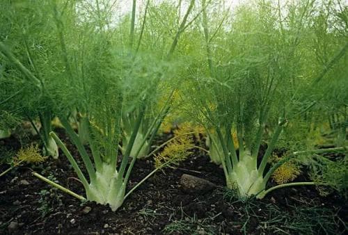 茴香种植时间和方法 高产栽培技术与管理措施