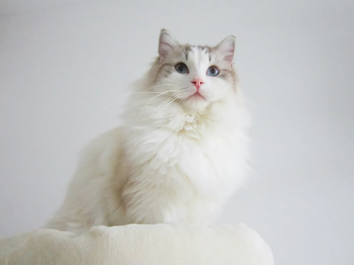 带娃认猫：布偶猫 vs 蓝白英短，谁更萌？