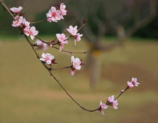高启的四首七绝梅花诗：乱世中的独特情感