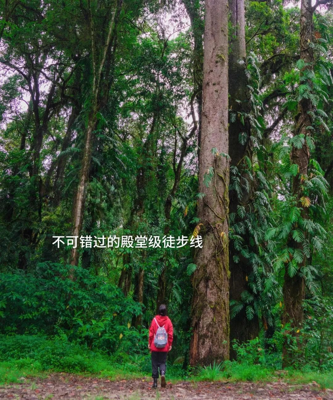初夏！林芝这些最当季的殿堂级徒步线路，迎来最美季！