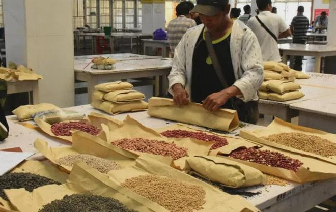 缅甸豆类等农产品市场现状剖析：价格波动、出口困境与未来展望