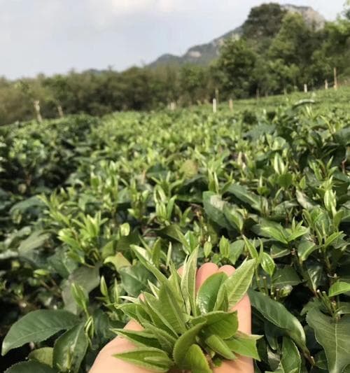 明前茶什么时候采摘？收获季节有哪些特点？