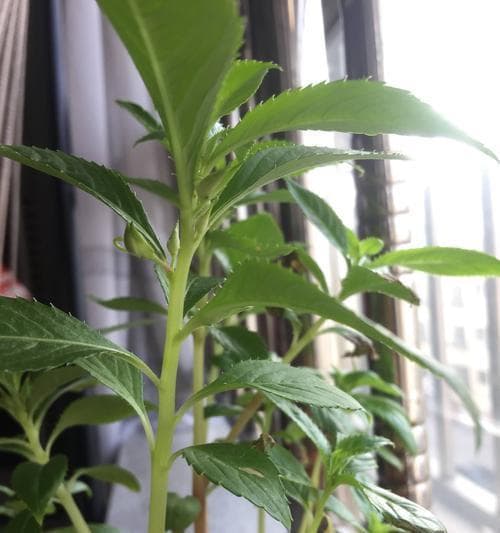 凤仙花种植技巧：从播种到养护的全方位指南
