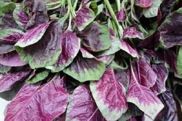 苋菜种植全攻略：从播种到收获的实用指南