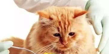 掌握猫咪肾功能，提升宠物护理水平