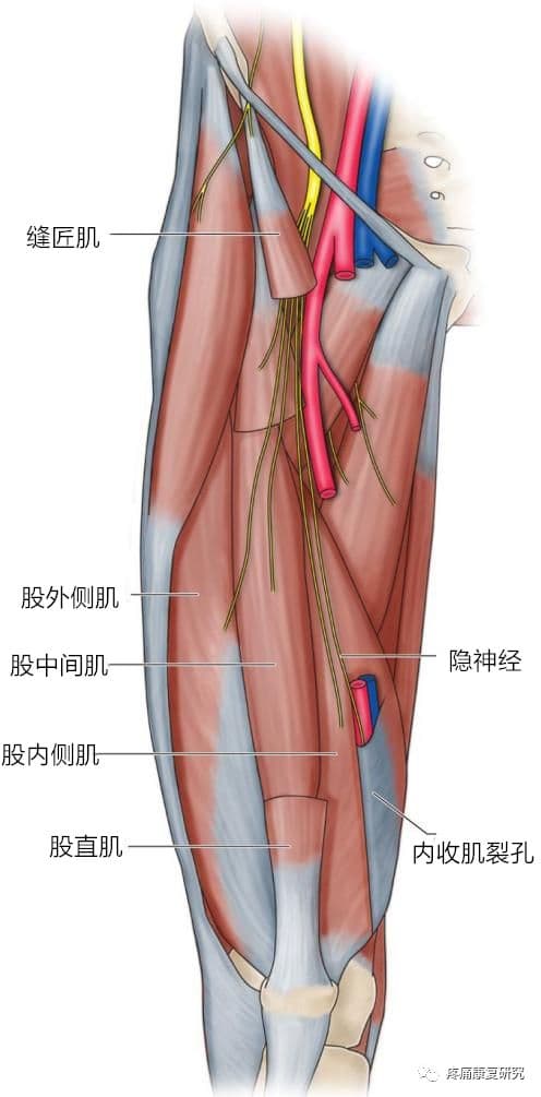 超全总结！股神经的解剖、损伤评估、康复训练及预防方法
