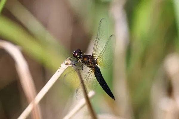3649种！江苏泰州生物多样性最新“家底”公布
