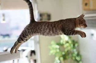 中国狸花猫养护秘籍：二十个要点助你成为养猫达人