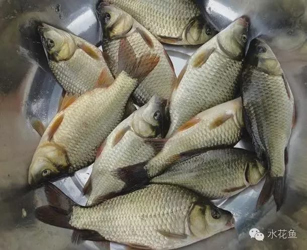 鱼类的三倍体育种：三倍体技术在鱼类育种中的应用研究及意义