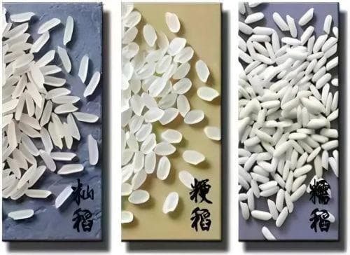 端午粽子香，靠“米”挑大梁丨民俗里的科学