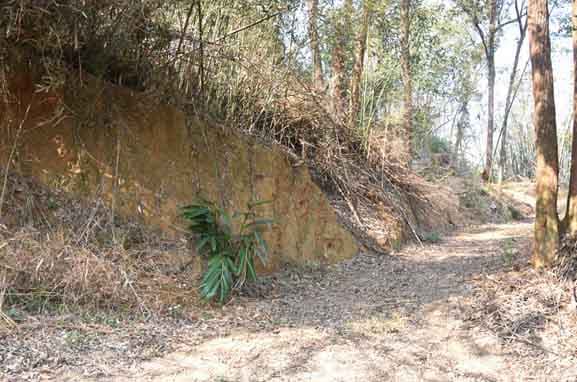 油茶树生长观察：土壤条件决定成败