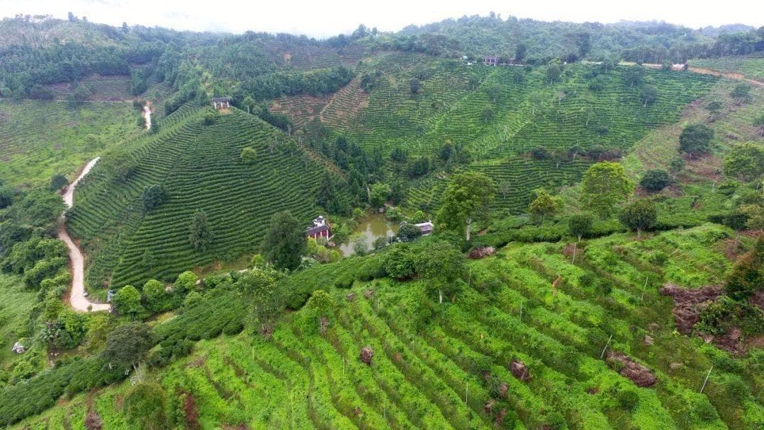 广西苍梧县：让六堡茶走向世界