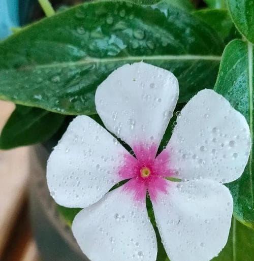 轮回之花：莲花的花语及其在生命轮回中的象征意义