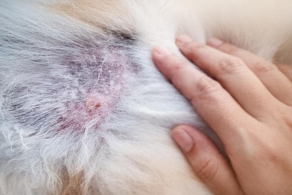 猫疱疹病毒的症状及治疗方案全解析