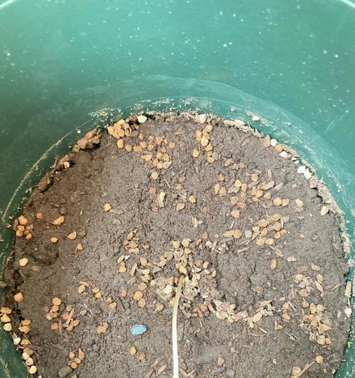 向日葵种子催芽方法（简单易行的家庭催芽技巧）