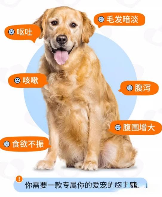 宠物健康小贴士：全方位驱虫