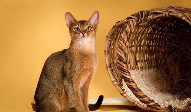 揭秘爱猫的6种坐姿：情感与心境的微妙解读
