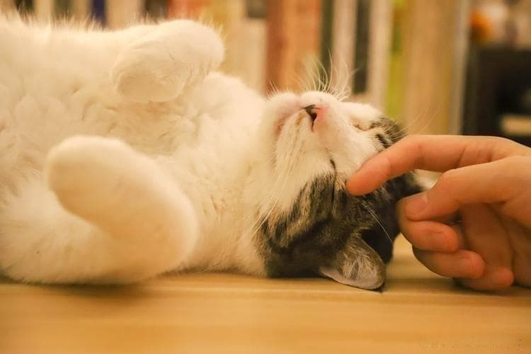 猫咪的"求摸摸"信号大揭秘：从初级到进阶版全解析