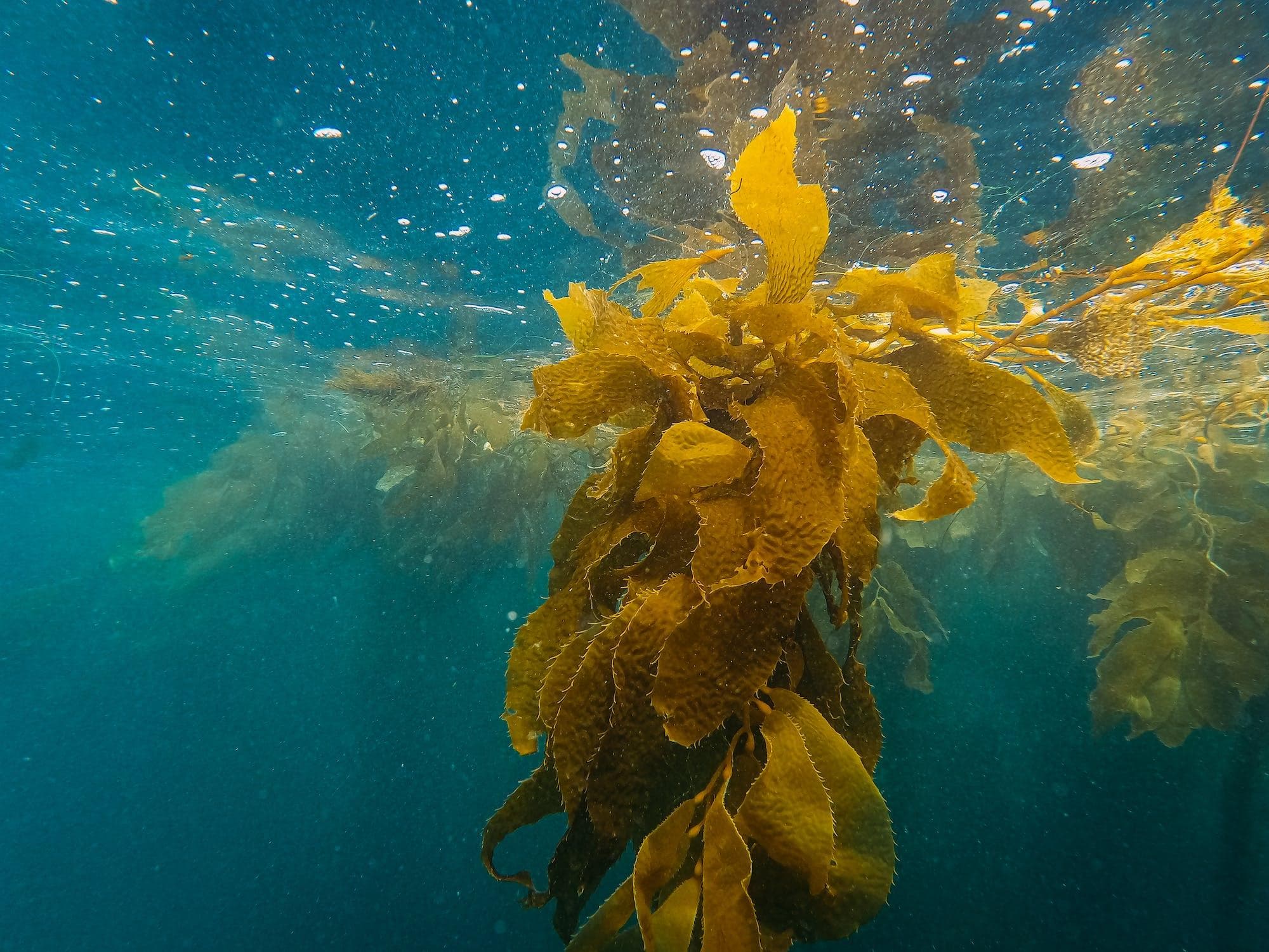 生物多样性热点：探索海带生态系统在海洋食物网中的作用