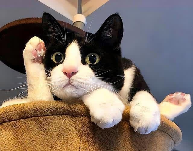 原来养“奶牛猫”有这6个好处，网友：养了就不想换猫了