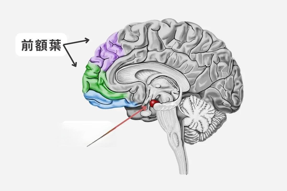 情绪不稳、容易冲动？了解「杏仁核」掌控自己的情绪！