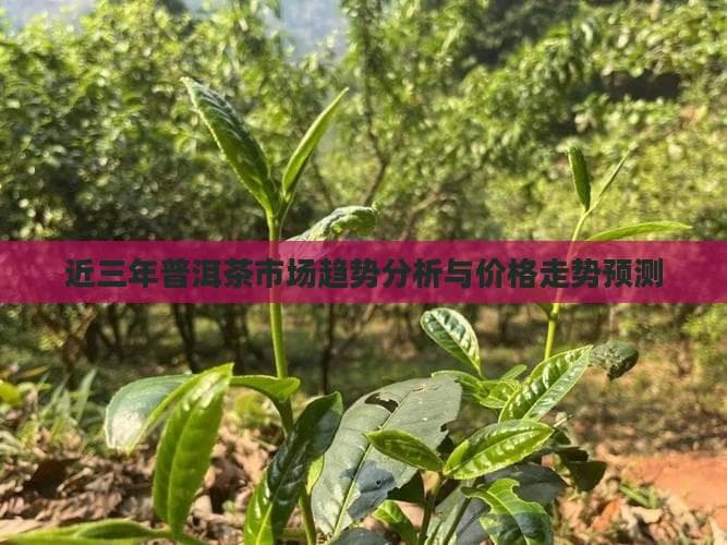 近三年普洱茶市场趋势分析与价格走势预测