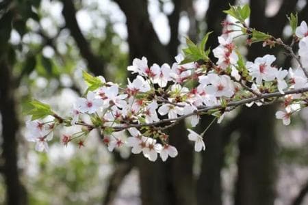 徐州哪里樱花好看